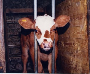 Veal Crate