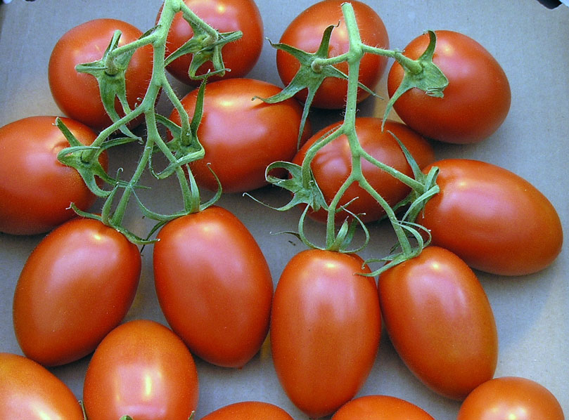 Tomatoes