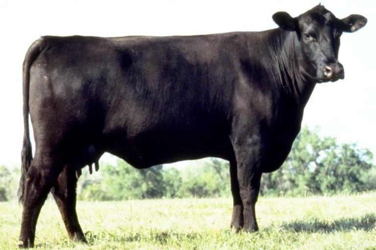 Aberdeen Angus
